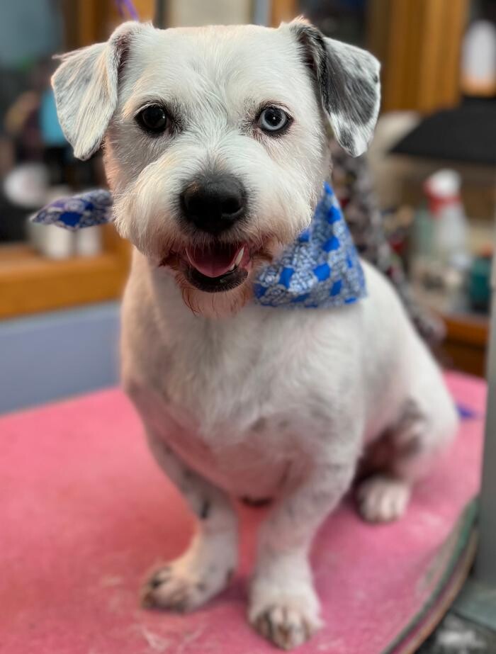 Images The Fluffy Ruff Dog Spa