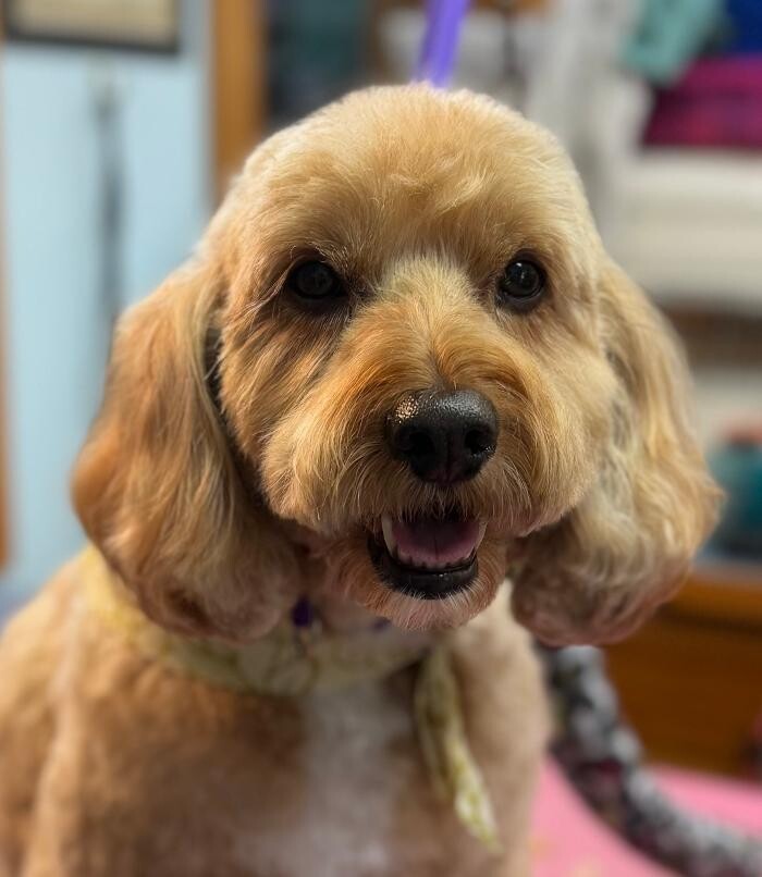 Images The Fluffy Ruff Dog Spa