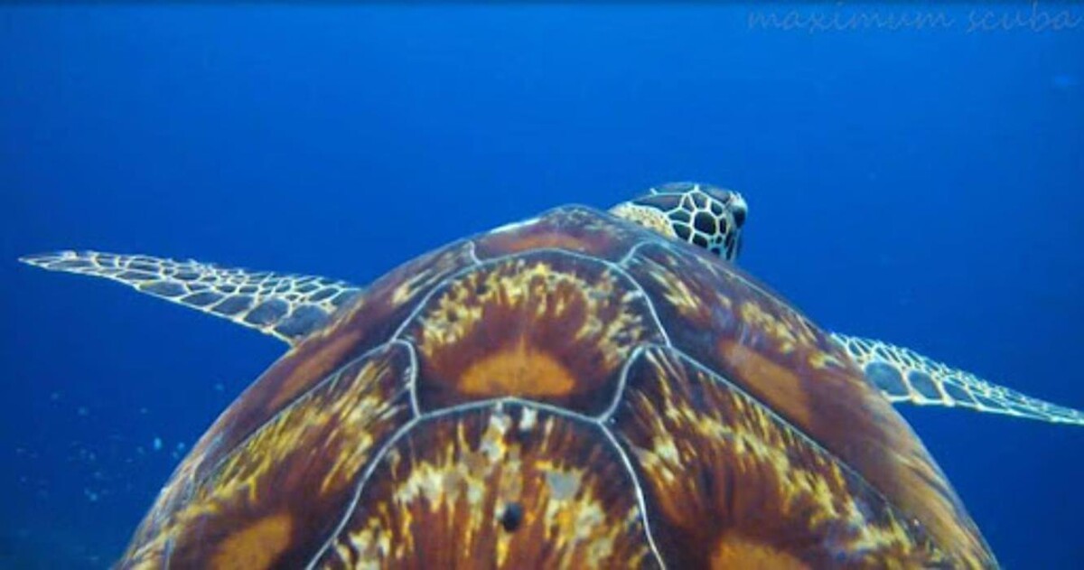 Images Maximum Scuba Houston