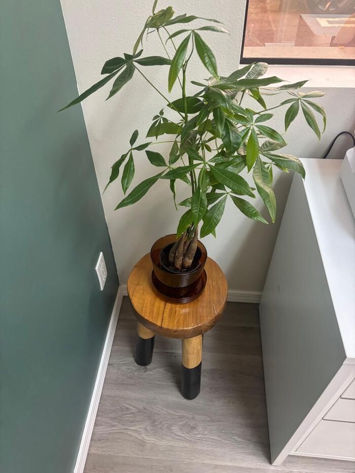 Images Dental Hygiene Care