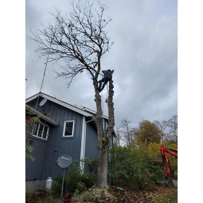 Images Hank's Tree Service