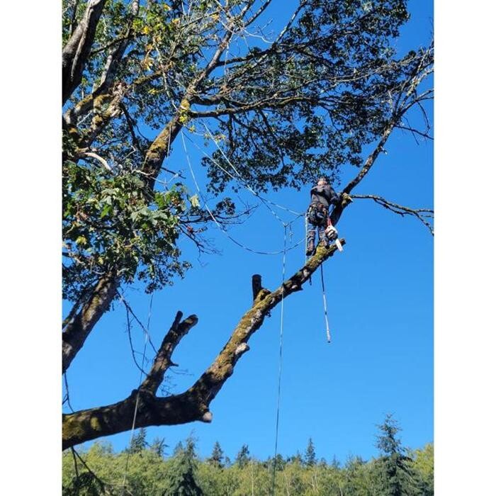 Images Hank's Tree Service
