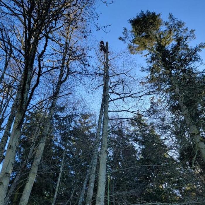 Images Hank's Tree Service