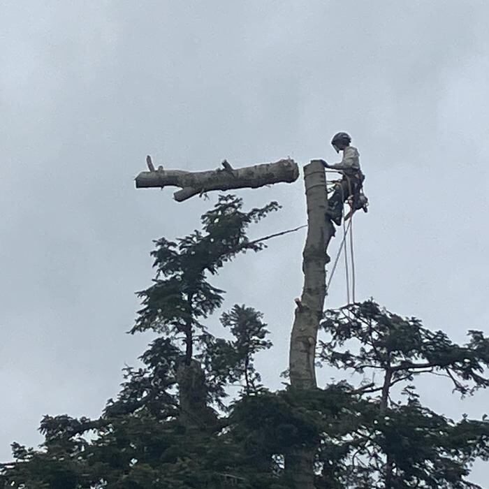 Images Hank's Tree Service