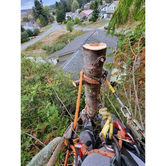 Images Hank's Tree Service