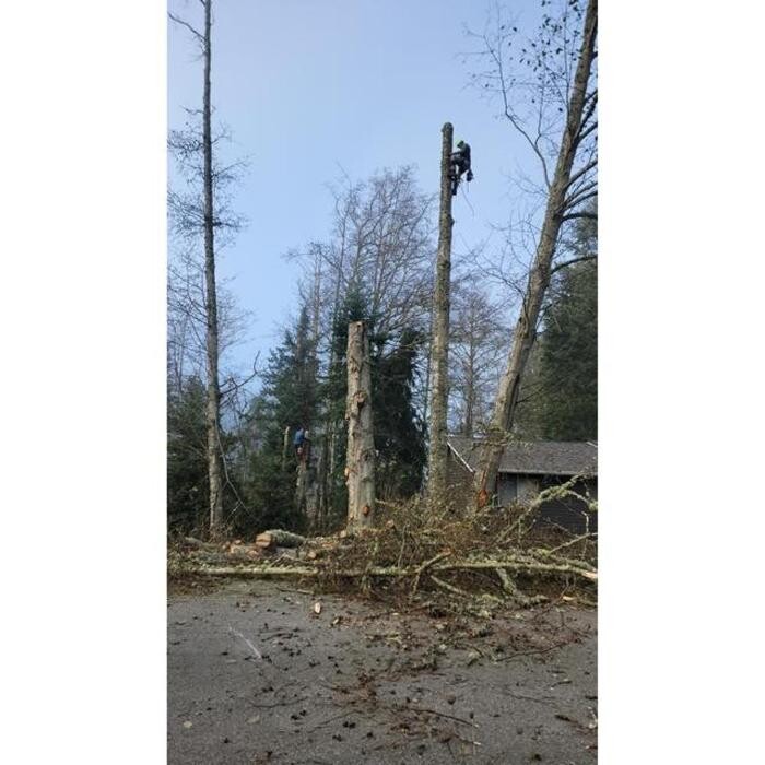 Images Hank's Tree Service