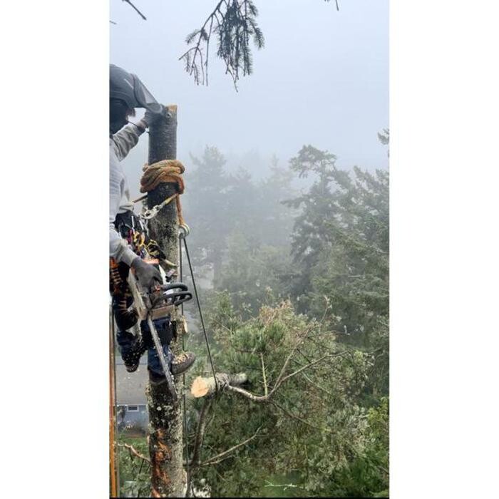 Images Hank's Tree Service