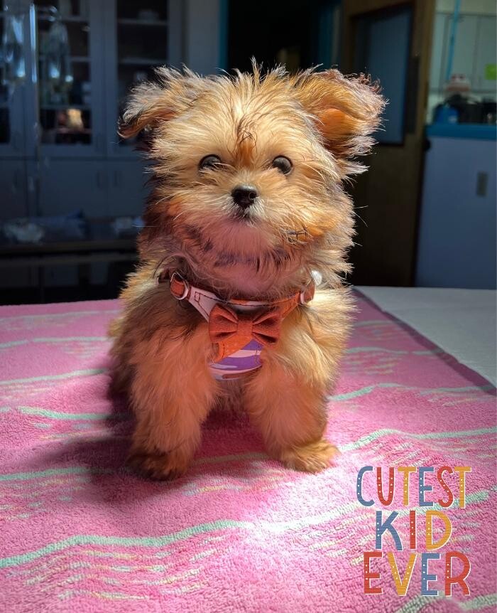 Images Markham Woods Animal Hospital