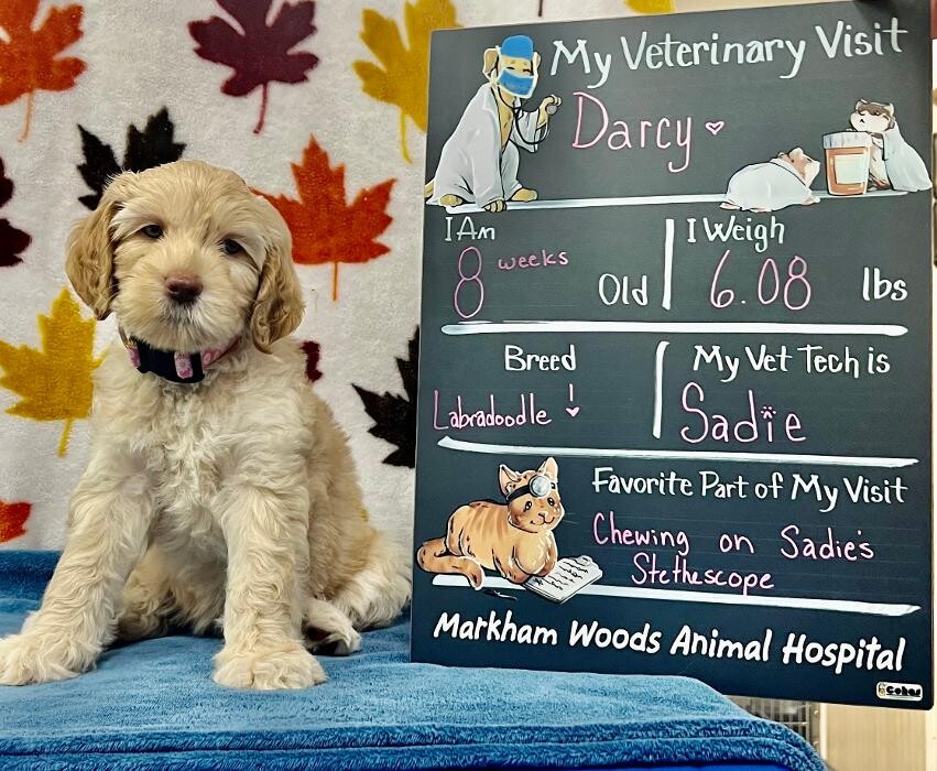 Images Markham Woods Animal Hospital