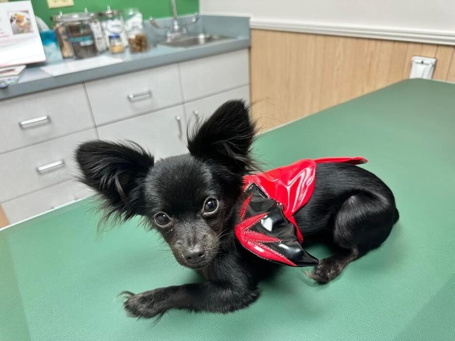 Images Markham Woods Animal Hospital