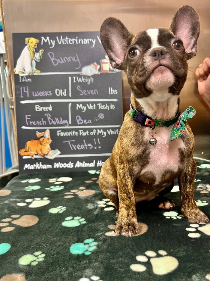 Images Markham Woods Animal Hospital