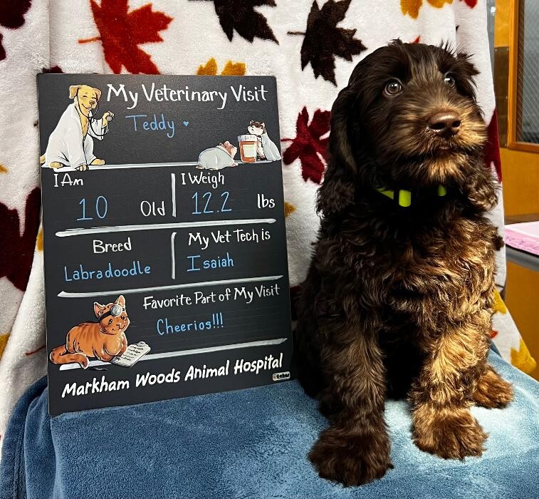 Images Markham Woods Animal Hospital