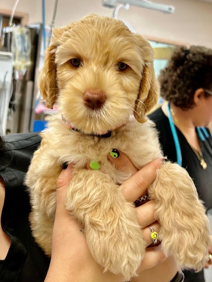 Images Markham Woods Animal Hospital