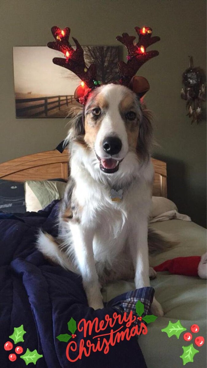 Images Markham Woods Animal Hospital