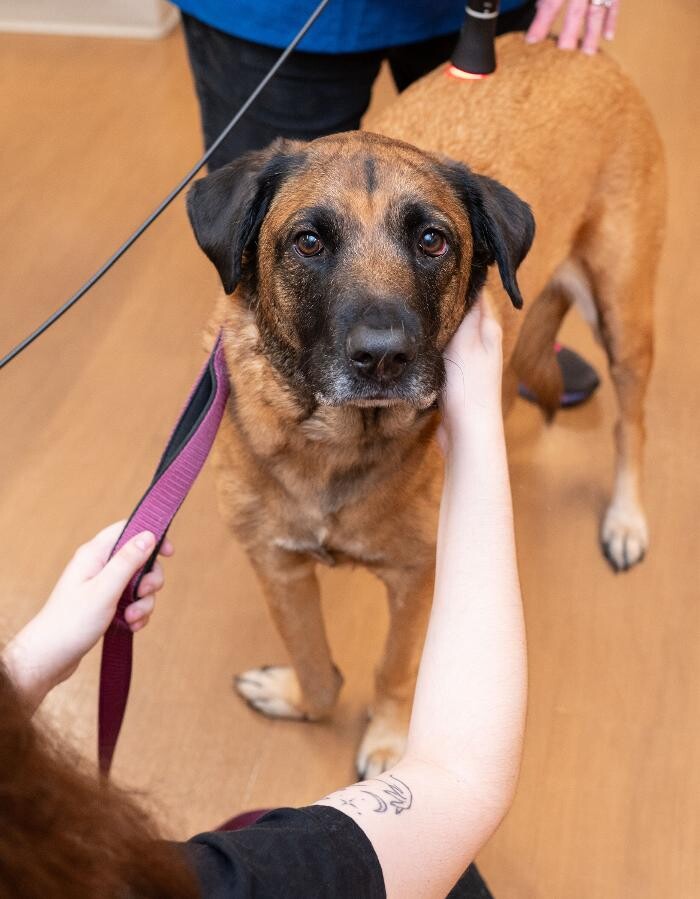 Images Westmonte Animal Clinic