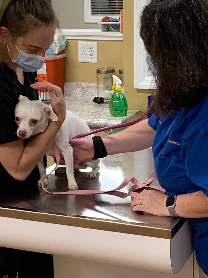 Images Westmonte Animal Clinic