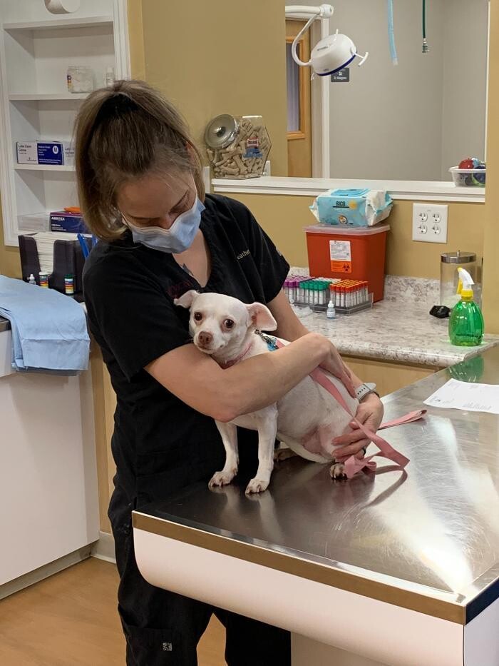 Images Westmonte Animal Clinic