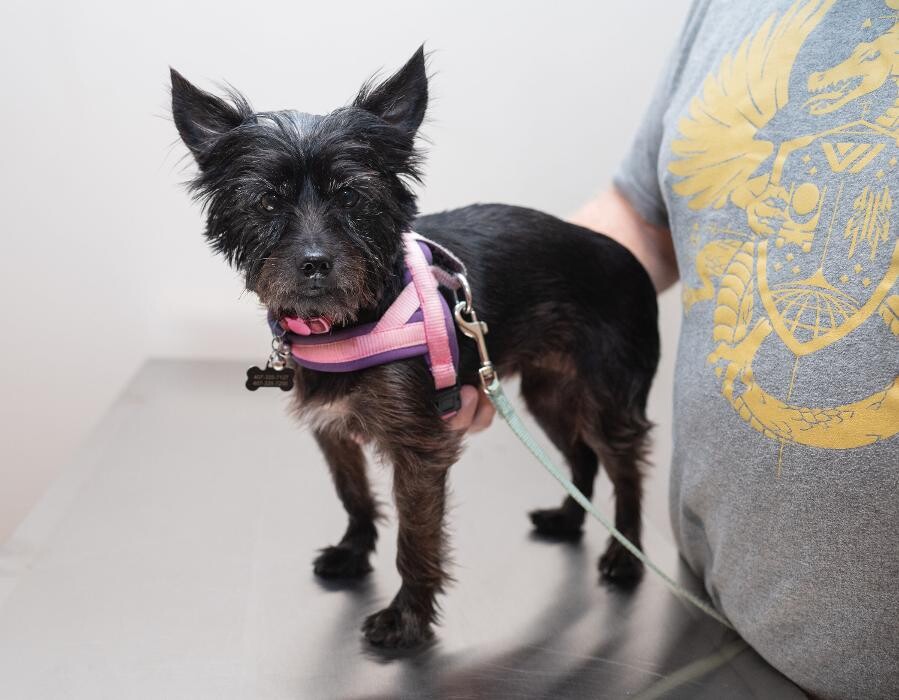 Images Westmonte Animal Clinic