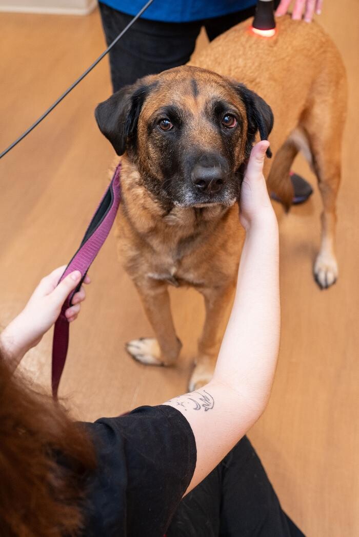 Images Westmonte Animal Clinic