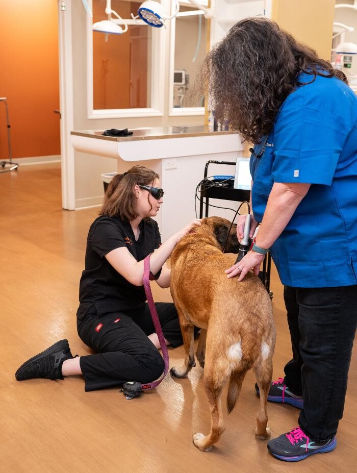 Images Westmonte Animal Clinic