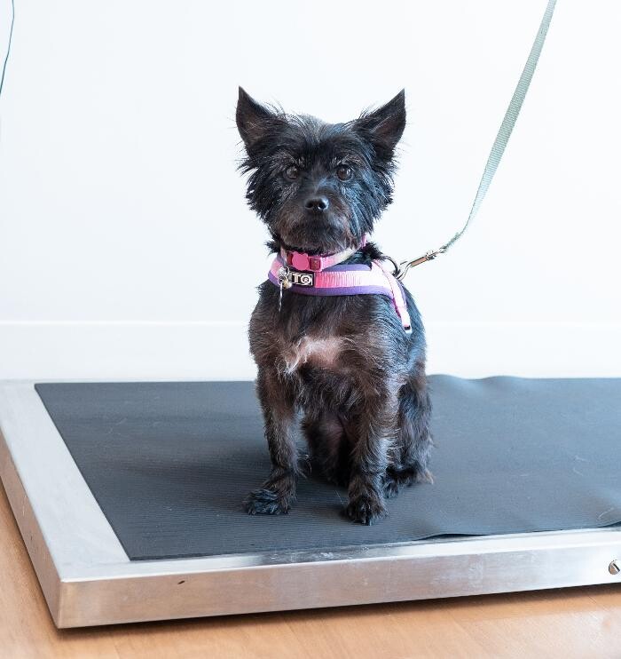 Images Westmonte Animal Clinic