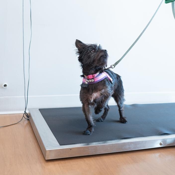 Images Westmonte Animal Clinic