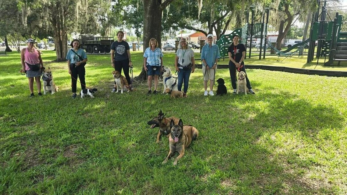 Images Good Dawg Dog Training