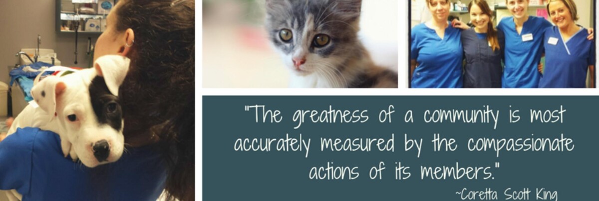 Images Rochester Community Animal Clinic