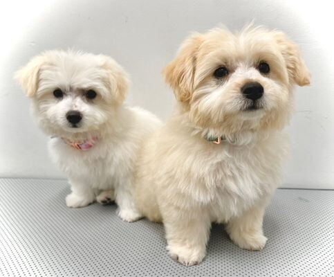 Images Petland Pet Grooming