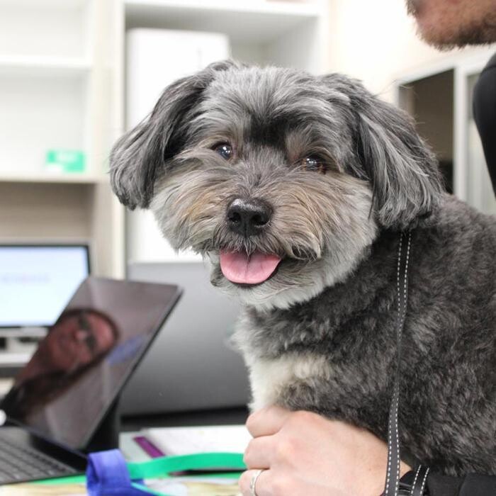 Images Valley Animal Hospital