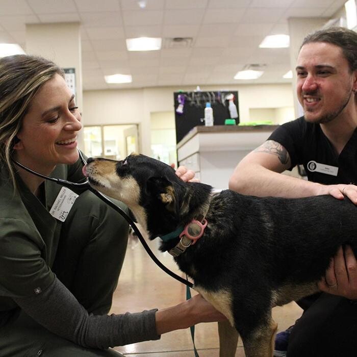 Images Valley Animal Hospital