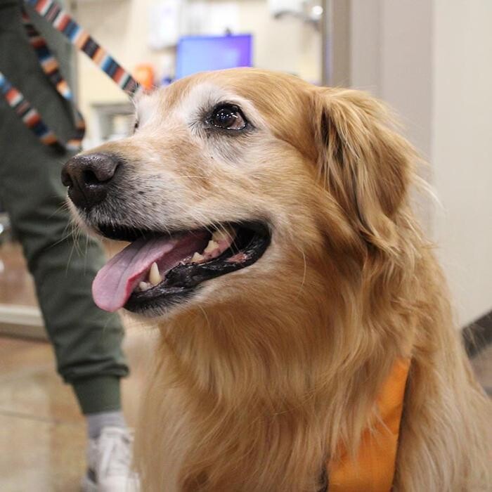 Images Valley Animal Hospital