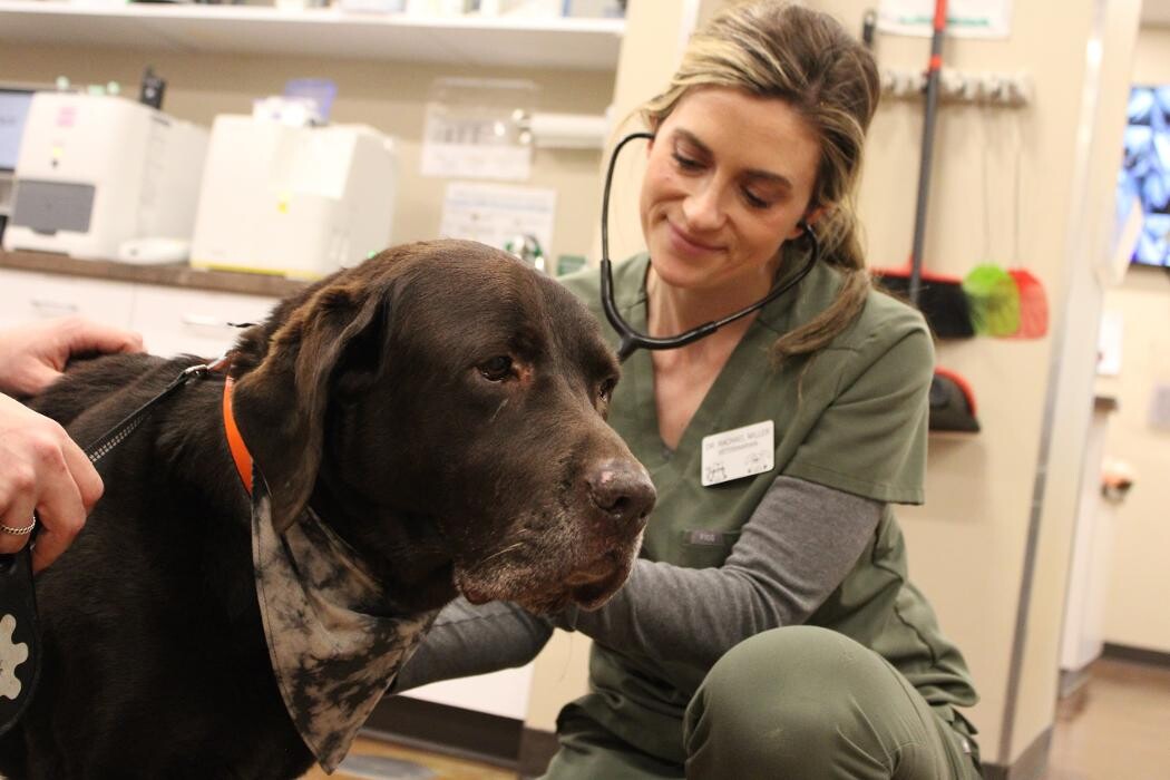 Images Valley Animal Hospital