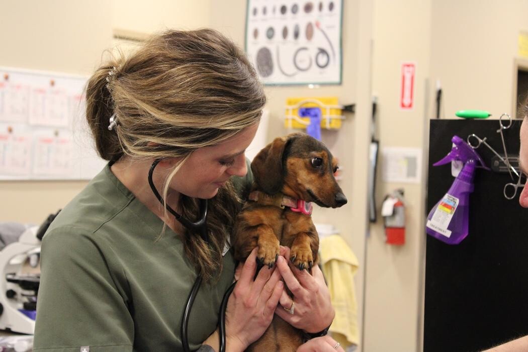 Images Valley Animal Hospital