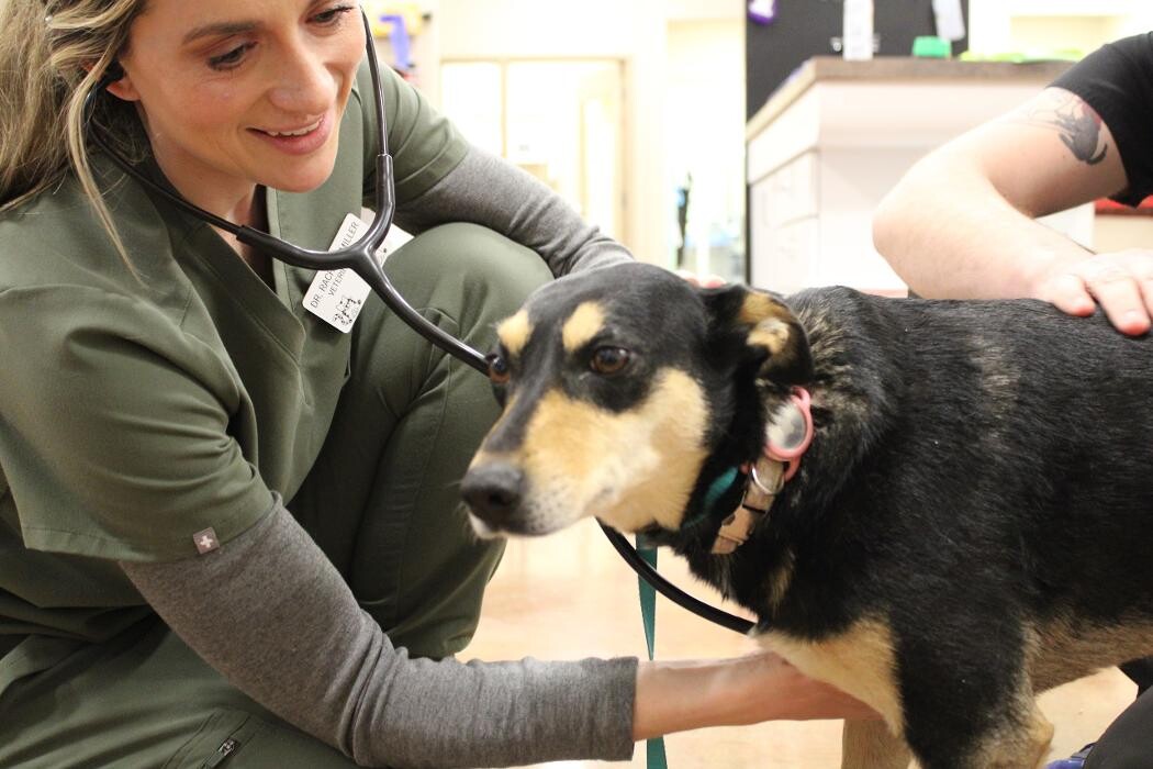 Images Valley Animal Hospital