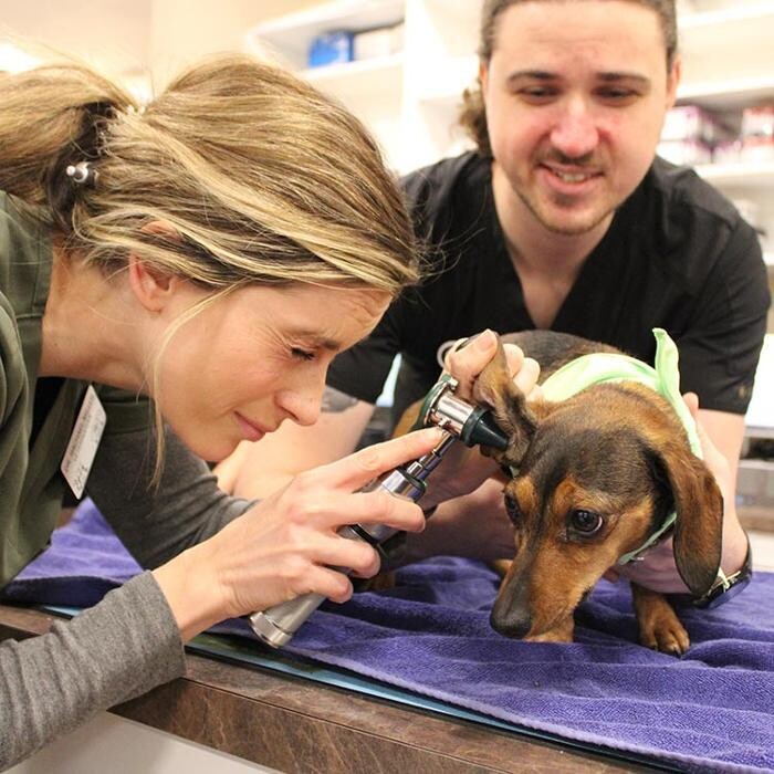 Images Valley Animal Hospital
