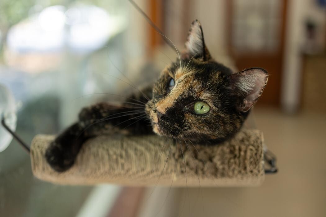 Images Rockdale Animal Hospital