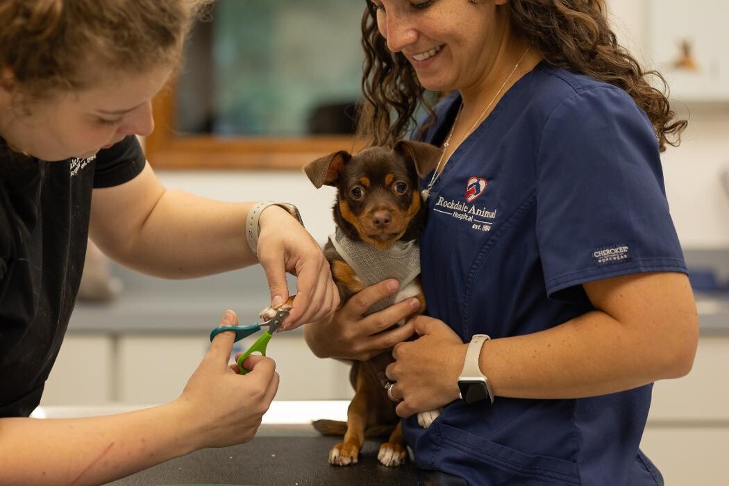 Images Rockdale Animal Hospital