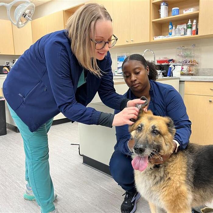 Images Avon Pet Wellness Clinic