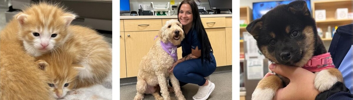 Images Carmel Pet Wellness Clinic
