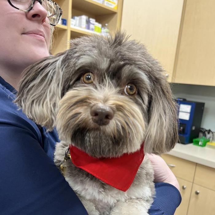 Images Carmel Pet Wellness Clinic