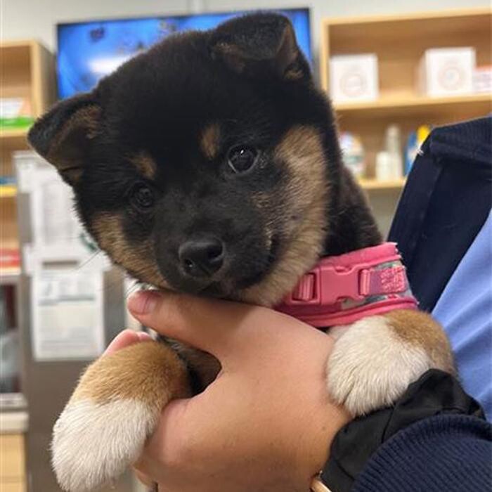 Images Carmel Pet Wellness Clinic