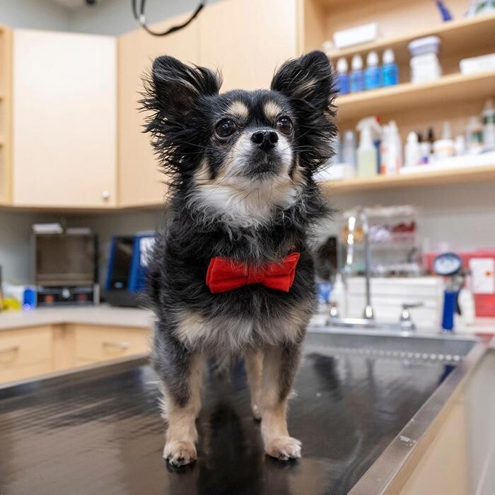 Images Carmel Pet Wellness Clinic