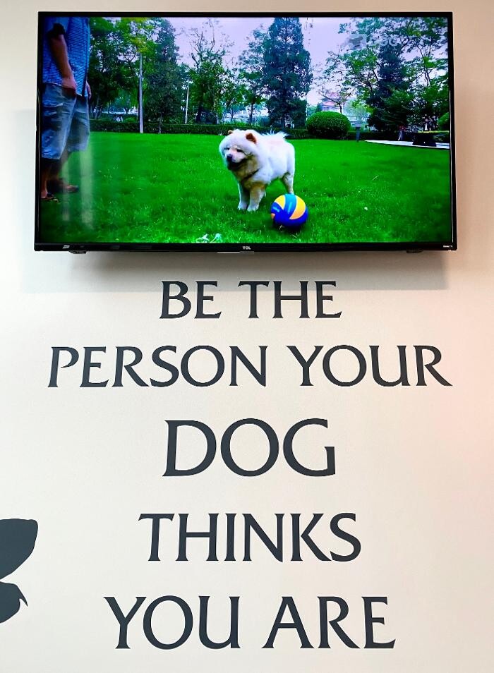Images Carmel Pet Wellness Clinic