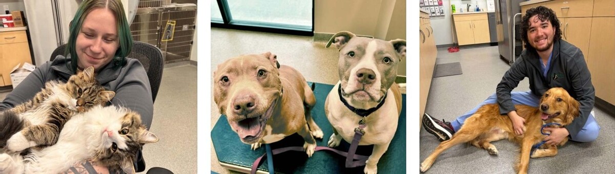 Images Broad Ripple Pet Wellness Clinic