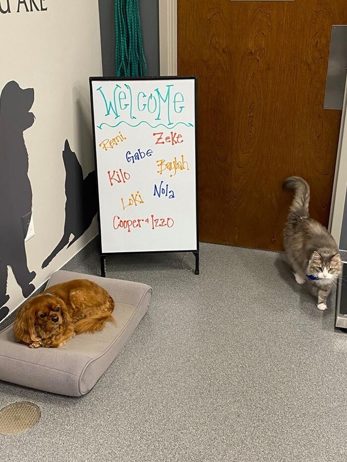 Images Broad Ripple Pet Wellness Clinic