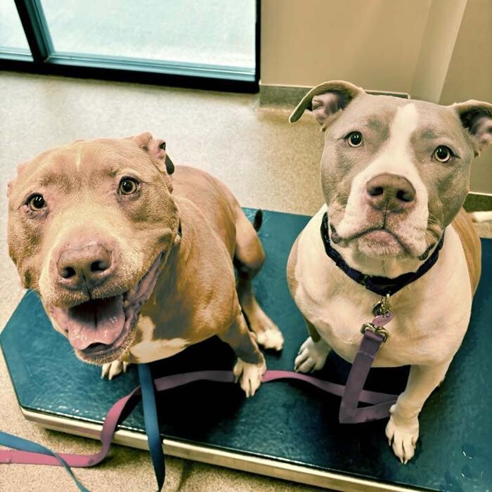 Images Broad Ripple Pet Wellness Clinic