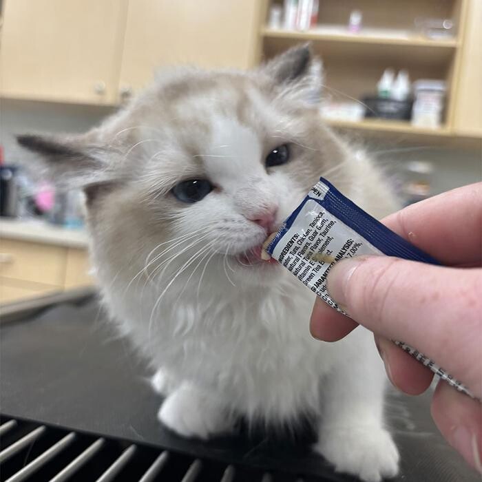 Images Binford Pet Wellness Clinic