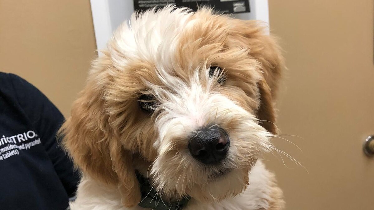 Images Cottner Creek Pet Clinic