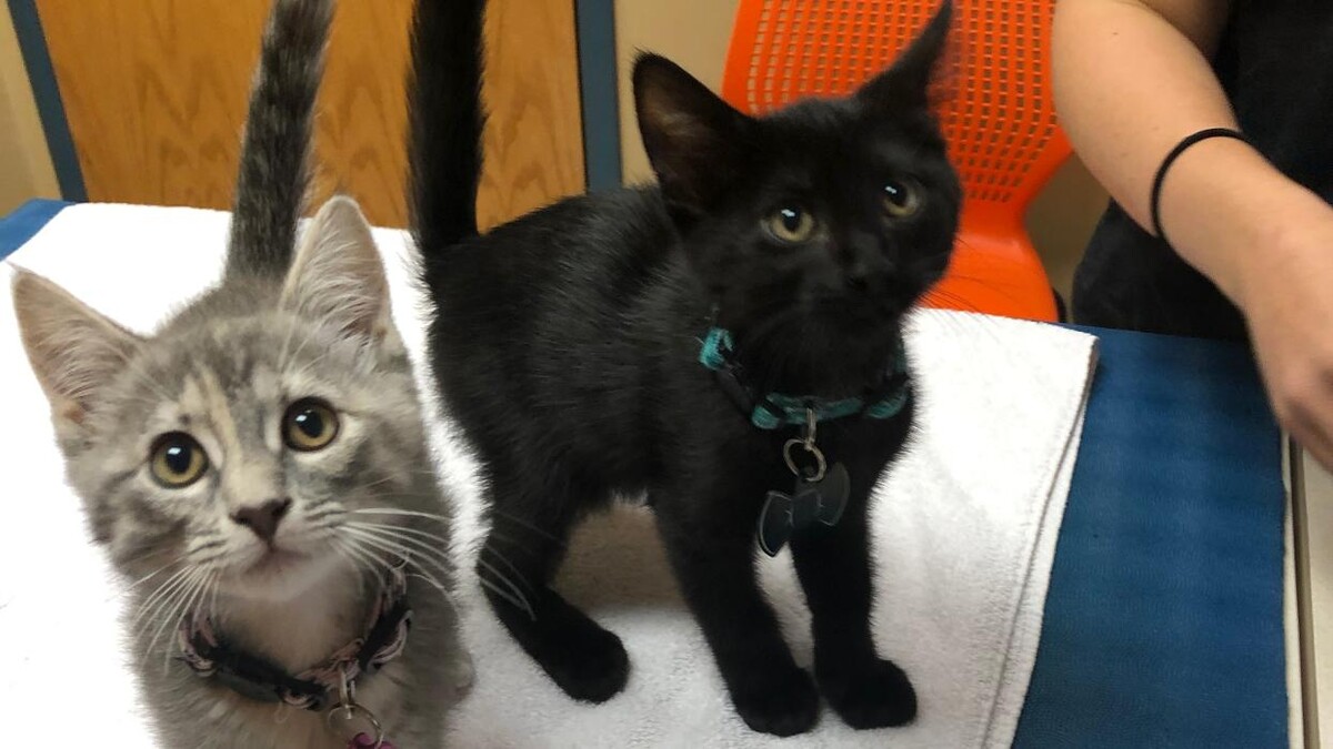 Images Cottner Creek Pet Clinic